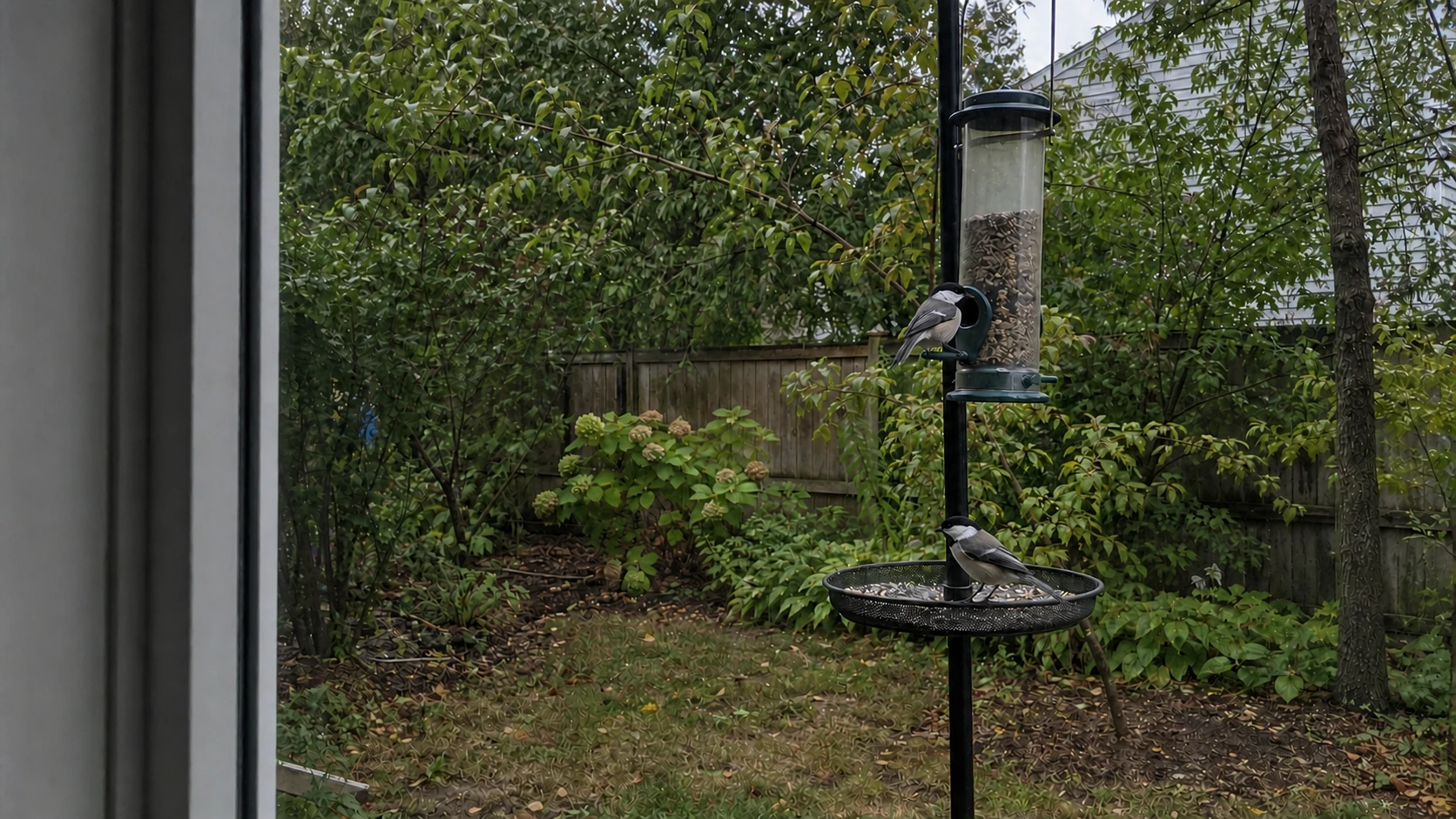 Which Bird Feeders Attract Which Birds