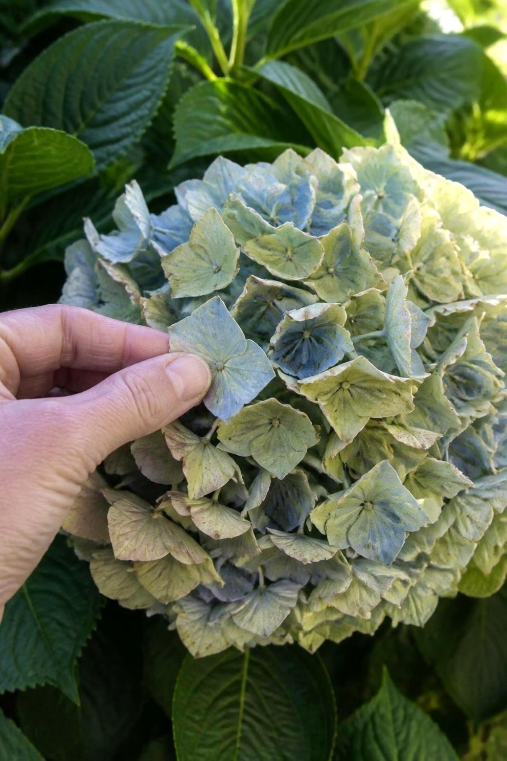 A hand holding one papery blue-green hydrangea petal on a bloom that is ready to cut, with green leaves behind