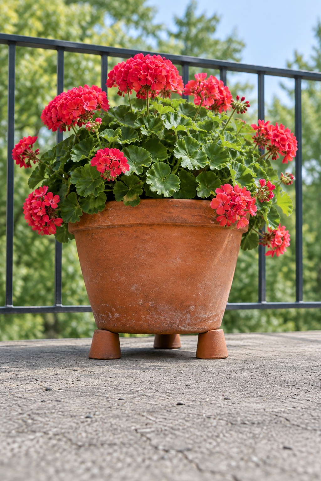 Terracotta geranium pot lifted on three pot feet over a dry balcony floor
