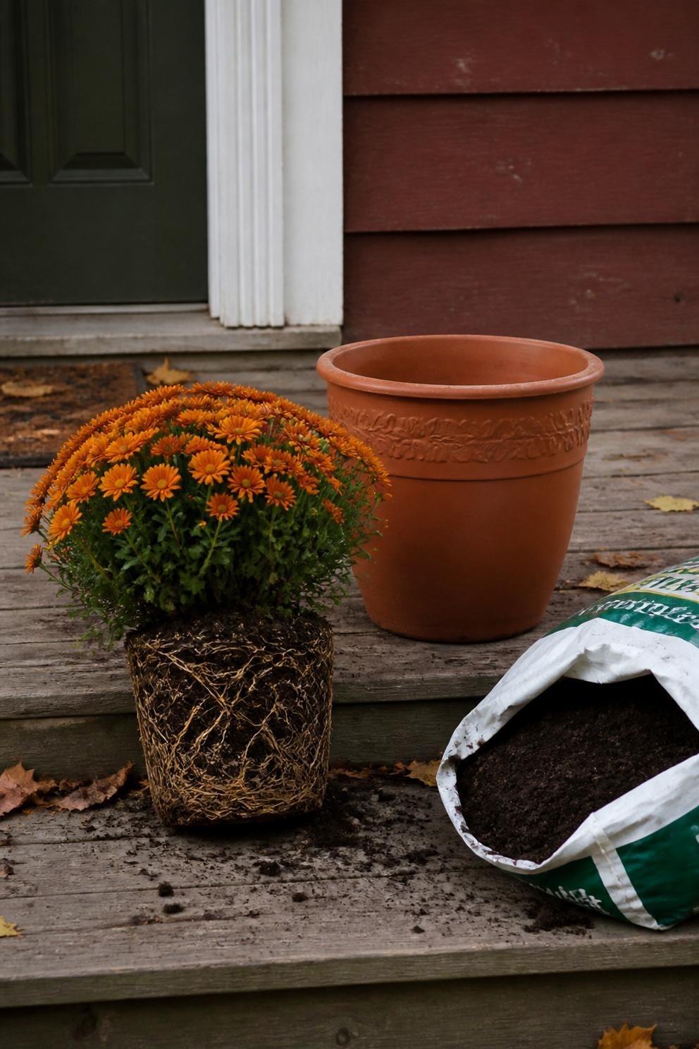 Orange flowering mum with an exposed root ball beside an empty terracotta pot and potting mix