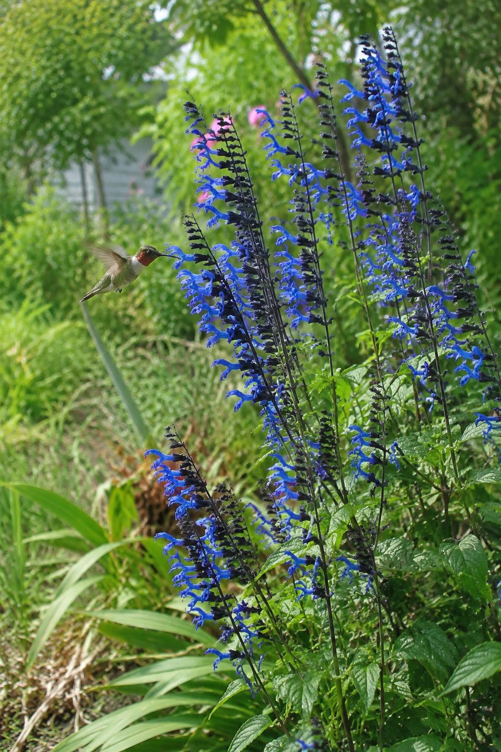 Tall salvia 'Black and Blue' in full bloom in a garden bed with a hummingbird hovering near a flower spike