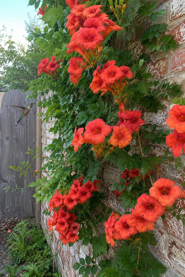 Trumpet vine in orange-red bloom climbing a brick wall with a hummingbird in flight near one of the flowers