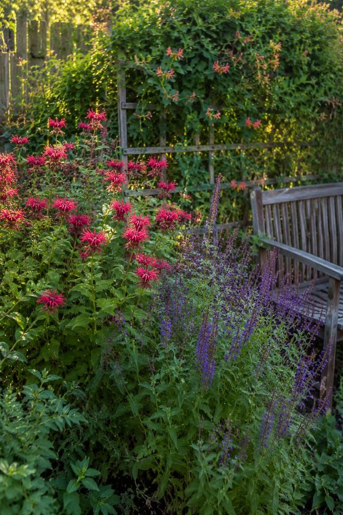 Hummingbird garden bed with bee balm, salvia, and coral honeysuckle in mixed bloom in late summer