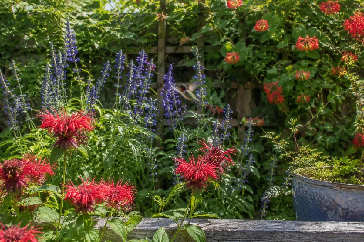 9 Plants That Bring Hummingbirds to Your Yard Every Day