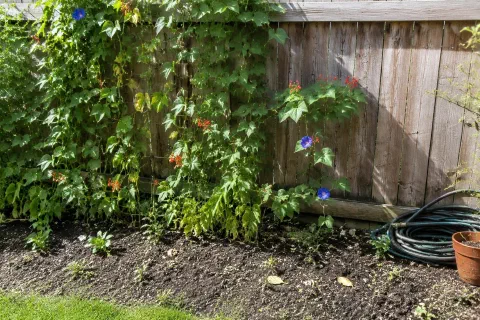 Privacy Vines for a Fence: 9 Plants to Compare