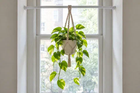 How to Hang Plants From the Ceiling Without Drilling