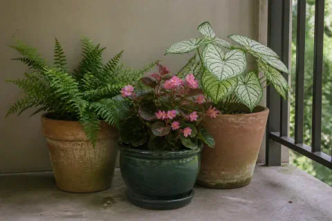 Shade Plants for Containers in Dark Corners