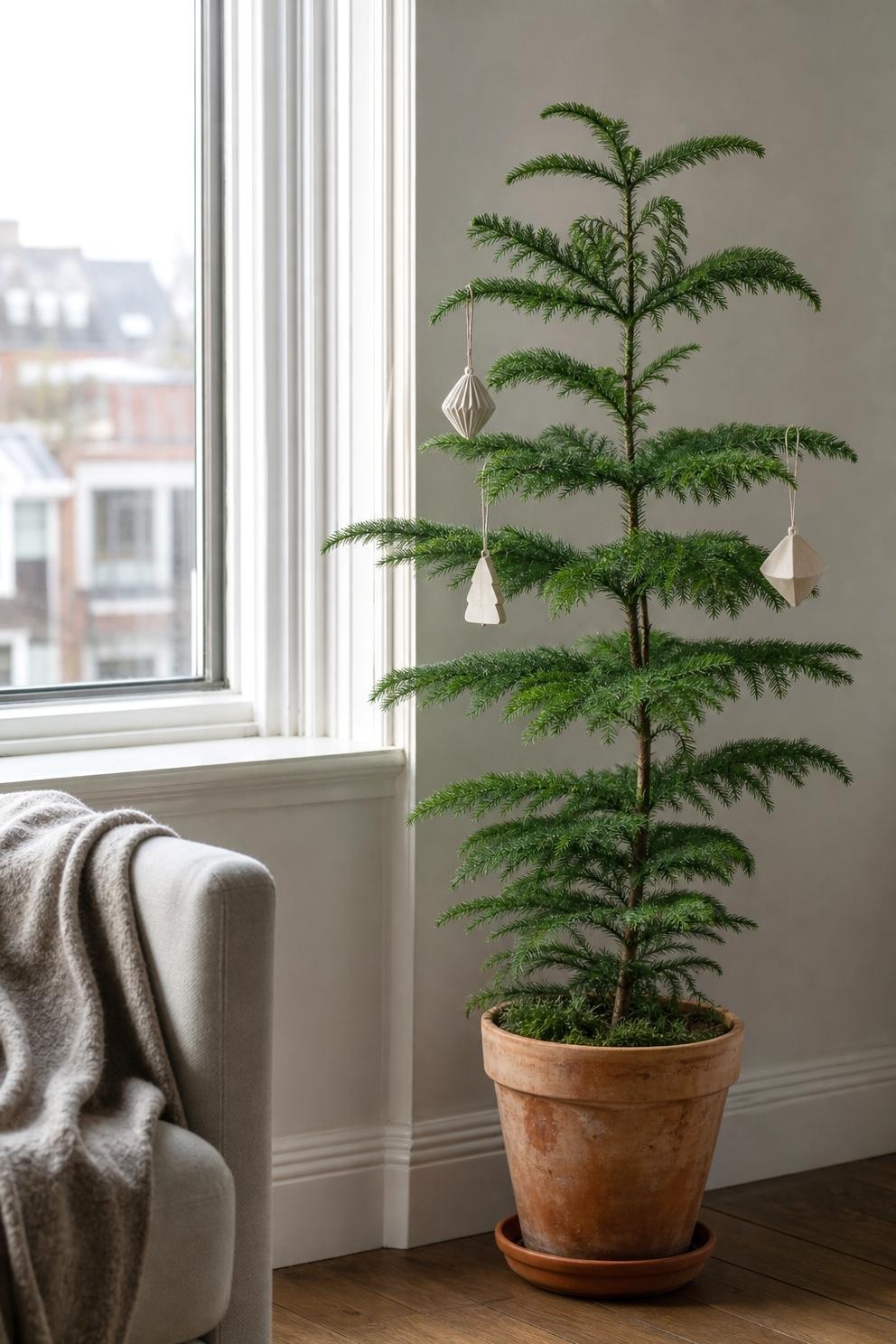Small Norfolk Island pine in a terracotta pot near a bright apartment window with a gray armchair beside it