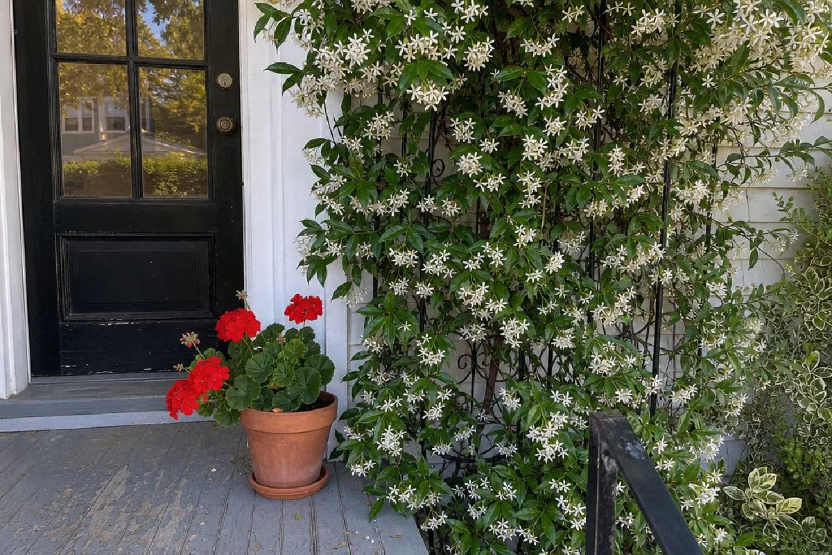 White-flowering vine on a support beside an entry
