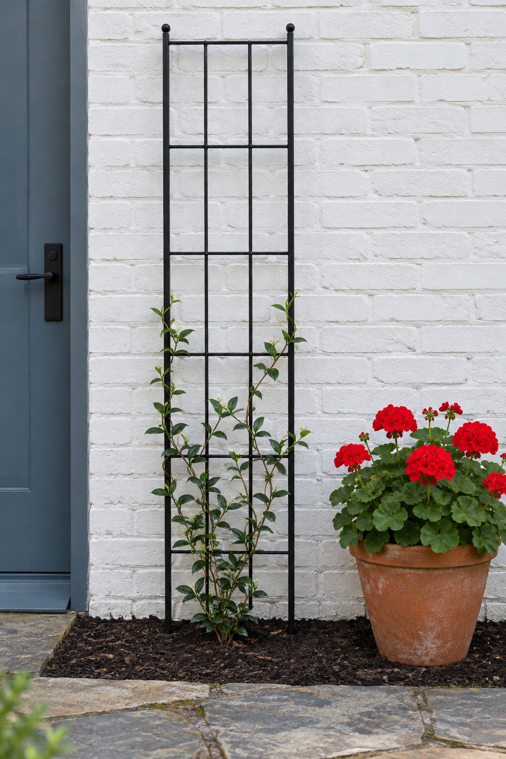 Young star jasmine beginning to climb a black metal trellis against a white brick wall