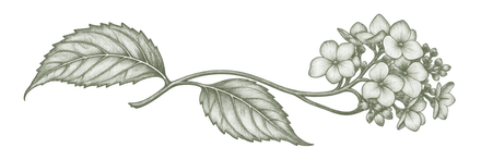 Line drawing of leaves and small flowers
